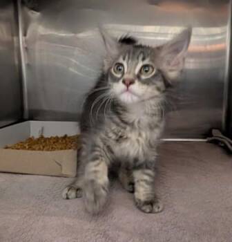Nigel Berbrooke -  Domestic Medium Hair Cat for Adoption in El Paso, Texas - Nigel Berbrooke | PetCurious