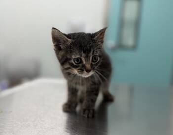Clydesdale -  Domestic Short Hair Cat for Adoption in New York, New York - Clydesdale | PetCurious