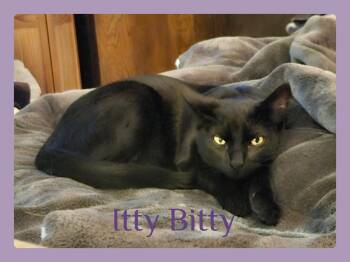 ITTY BITTY -  Tabby Cat for Adoption in Lawton, Oklahoma - ITTY BITTY | PetCurious