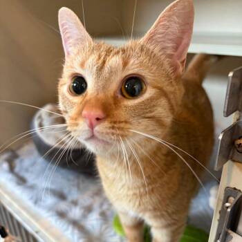 Gaia -  Domestic Short Hair Cat for Adoption in Louisville, Kentucky - Gaia | PetCurious