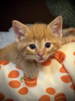 Twix -  American Shorthair Cat for Adoption in Port Washington, Wisconsin - Twix | PetCurious