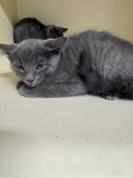 Boston -  Domestic Short Hair Cat for Adoption in Bloomington, Indiana - Boston | PetCurious
