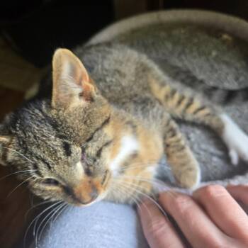 Rescue Tabby Cats for Adoption in Midland, Michigan - Maple | PetCurious