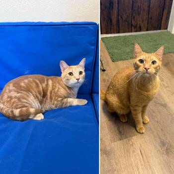 Bonded Pair - Jasper & Chowder -  Domestic Short Hair Cat for Adoption in Plant City, Florida - Bonded Pair - Jasper & Chowder | PetCurious