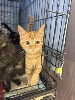 Mango Girl -  Domestic Short Hair and Tabby Cat for Adoption in Fort Walton Beach, Florida - Mango Girl | PetCurious
