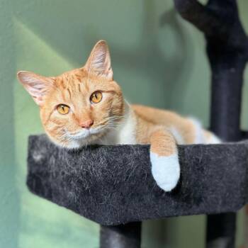 Rescue Domestic Short Hair Cats for Adoption in Stoughton, Wisconsin - Ezra | PetCurious