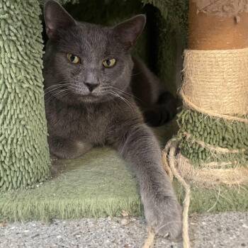 Rescue Domestic Short Hair Cats for Adoption in Indiana, Pennsylvania - Peanut Butter | PetCurious