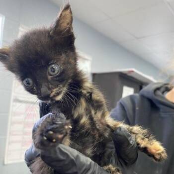Page -  Domestic Short Hair Cat for Adoption in Duncan, Oklahoma - Page | PetCurious
