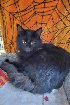 Domestic Medium Hair Cats Available for Adoption - Morgan | PetCurious