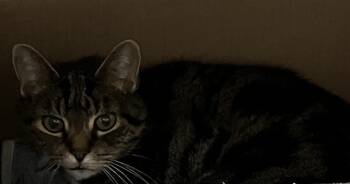 Rescue Domestic Short Hair Cats for Adoption in Boston, Massachusetts - TUKKA | PetCurious