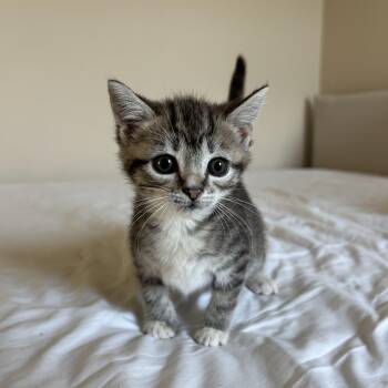 Topaz -  Domestic Short Hair and Tabby Cat for Adoption in Greensboro, North Carolina - Topaz | PetCurious