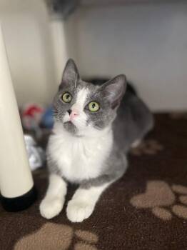 Inchworm -  Domestic Short Hair Cat for Adoption in Fort Collins, Colorado - Inchworm | PetCurious