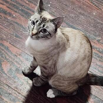 Domestic Short Hair Cats Available for Adoption - Snowbell | PetCurious