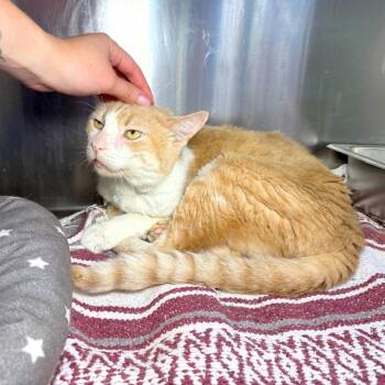 Arthur Pendragon -  Domestic Short Hair Cat for Adoption in Austin, Texas - Arthur Pendragon | PetCurious