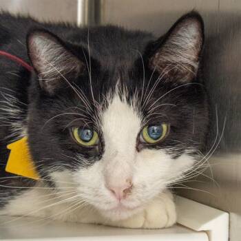 ANDRE -  Domestic Short Hair Cat for Adoption in St. Louis, Missouri - ANDRE | PetCurious