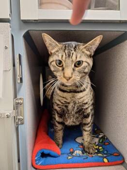 Little Boy -  Domestic Short Hair Cat for Adoption in Liverpool, New York - Little Boy | PetCurious