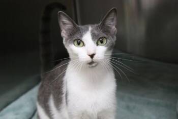 Capri Sun -  Domestic Short Hair Cat for Adoption in Brunswick, Georgia - Capri Sun | PetCurious
