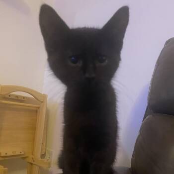 Domestic Short Hair Cats Available for Adoption - Mavis | PetCurious