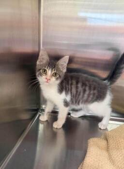 Goose -  Domestic Short Hair Cat for Adoption in Lagrange, Indiana - Goose | PetCurious