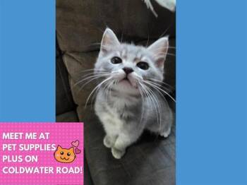 BRITTNEY -  Domestic Short Hair Cat for Adoption in Fort Wayne, Indiana - BRITTNEY | PetCurious