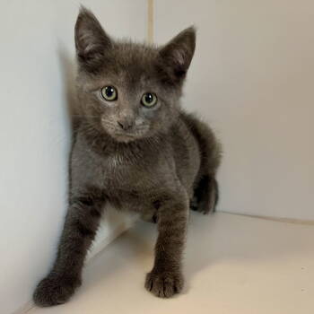 Rescue Domestic Short Hair Cats for Adoption in Oakland, California - Bowditch (bonded W/ Channing) | PetCurious