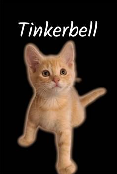 Tinkerbell -  Domestic Short Hair Cat for Adoption in Auburn, California - Tinkerbell | PetCurious