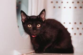93348A Angela -  Domestic Short Hair Cat for Adoption in North Charleston, South Carolina - 93348A Angela | PetCurious