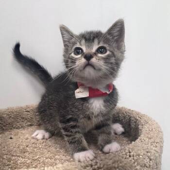 Thunder -  Domestic Short Hair Cat for Adoption in Great Falls, Montana - Thunder | PetCurious