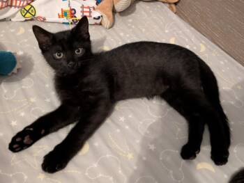 Hart M -  Domestic Short Hair Cat for Adoption in Trenton, New Jersey - Hart M | PetCurious