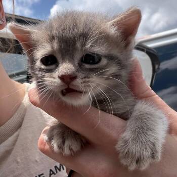 Domestic Medium Hair and Domestic Short Hair Cats Available for Adoption in Marshall, Texas - Elvis | PetCurious