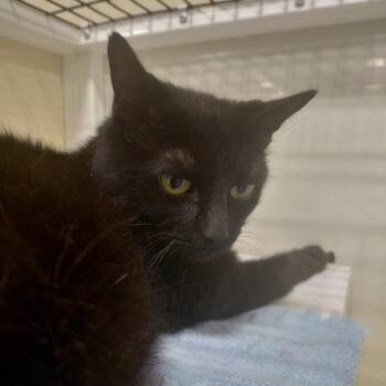 Mabel -  American Shorthair Cat for Adoption in Brevard, North Carolina - Mabel | PetCurious