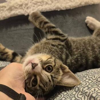 Biscuit -  Domestic Short Hair Cat for Adoption in Hanna City, Illinois - Biscuit | PetCurious