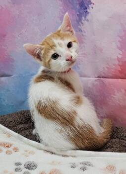Domestic Short Hair Cats Available for Adoption in Washington Court House, Ohio - Beandip | PetCurious