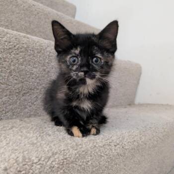 Domestic Short Hair Cats Available for Adoption - Pam Beesly In Halethorpe, MD | PetCurious
