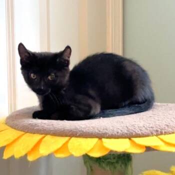 Claws -  Domestic Short Hair Cat for Adoption in Michigan City, Indiana - Claws | PetCurious