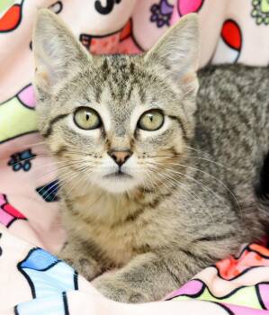 Domestic Short Hair Cats Available for Adoption - Fontanna | PetCurious