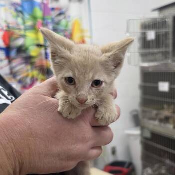 Olive -  Domestic Short Hair Cat for Adoption in Ardmore, Oklahoma - Olive | PetCurious