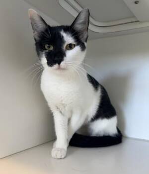 Chely -  Domestic Short Hair Cat for Adoption in Divide, Colorado - Chely | PetCurious