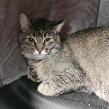 Domestic Short Hair Cats Available for Adoption in Lakewood, Colorado - Dolly | PetCurious
