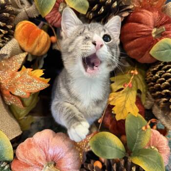 Frankie -  Domestic Short Hair Cat for Adoption in Port Jefferson Station, New York - Frankie | PetCurious