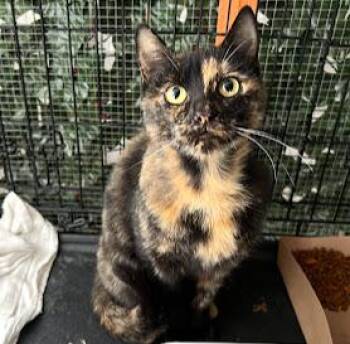 Rescue Domestic Short Hair Cats for Adoption in Beaverton, Oregon - Fiona & Flora | PetCurious