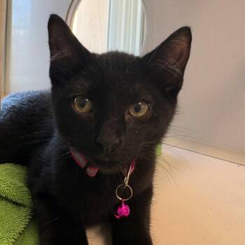Domestic Short Hair Cats Available for Adoption in East Hanover, New Jersey - Po | PetCurious