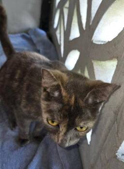 Tortoiseshell Cats Available for Adoption in Oakland Park, Florida - Millie - PSP Foster Home | PetCurious