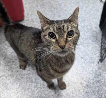Domestic Short Hair Cats Available for Adoption in Des Moines, Iowa - Conrad | PetCurious