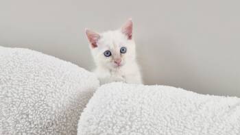 Linus -  Domestic Short Hair Cat for Adoption in Fruit Heights, Utah - Linus | PetCurious