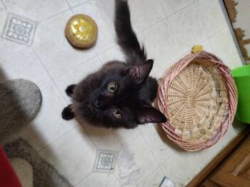 Ruffles -  Domestic Medium Hair Cat for Adoption in Batavia, Ohio - Ruffles | PetCurious
