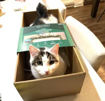 Quinn Meow -  Domestic Short Hair Cat for Adoption in Chandler, Arizona - Quinn Meow | PetCurious