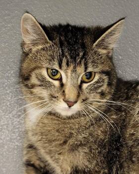 Domestic Short Hair Cats Available for Adoption - Kitty Poppins | PetCurious