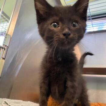 Robert -  Domestic Medium Hair Cat for Adoption in Dayton, Ohio - Robert | PetCurious