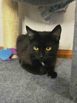 Rescue Domestic Short Hair Cats for Adoption in Watertown, Wisconsin - Patrick | PetCurious